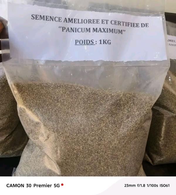 Semence De Panicum Maximum - semence graine plant nous proposons la vente de semence de panicum maximum de la meilleure qualit&eacute; avec un taux germination de 90 % n'h&eacute;sitez surtout pas &agrave; contacter pour plus d'informations. merci 7000 fcfa / kg