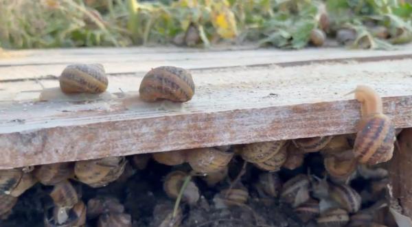  Escargots Helix Aspersa Müller Et Maxima - coquillage crustacé  nous sommes des producteurs polonais sp&eacute;cialis&eacute;s dans l h&eacute;liciculture nous &eacute;levons des escargots premium des esp&egrave;ces helix aspersa müller et helix aspersa maxima. notre production repose sur des pratiques respectueuses de l environnement et sur un