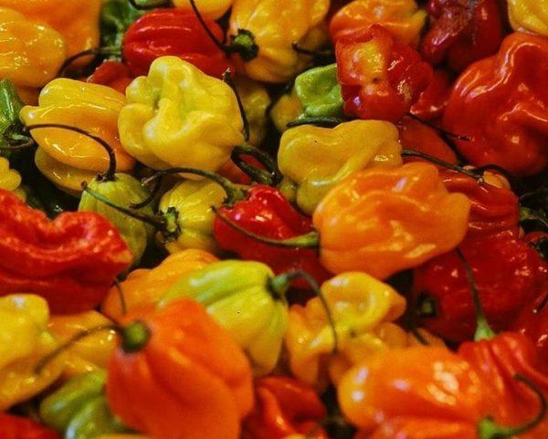  Piment Fort Antillais ,piment Végétarien - épices aromates  piments forts antillais & piments v&eacute;g&eacute;tariens   production locale en martinique producteur local je propose &agrave; la vente des piments forts antillais et piments v&eacute;g&eacute;tariens cultiv&eacute;s en martinique avec une attention particuli&egrave;re port&eacute;e &agra