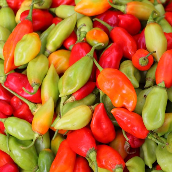  Piments Forts Antillais Et Piments Végétarien - épices aromates piments forts de martinique   producteur local propose une production fra&icirc;che et de qualit&eacute; disponible en quantit&eacute; pour grossistes restaurateurs et fabricants de sauces piment&eacute;es.