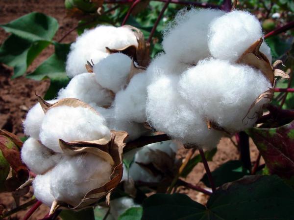  Coton Graine - semence graine plant  coton graine du togo disponible en gros ! 10 000 tonnes disponibles prix indicatif 300 fcfa/kg une grande opportunit&eacute; pour les professionnels et partenaires du secteur agricole. contactez nous pour plus d informations et les conditions de disponibilit&eacute;.   transactio