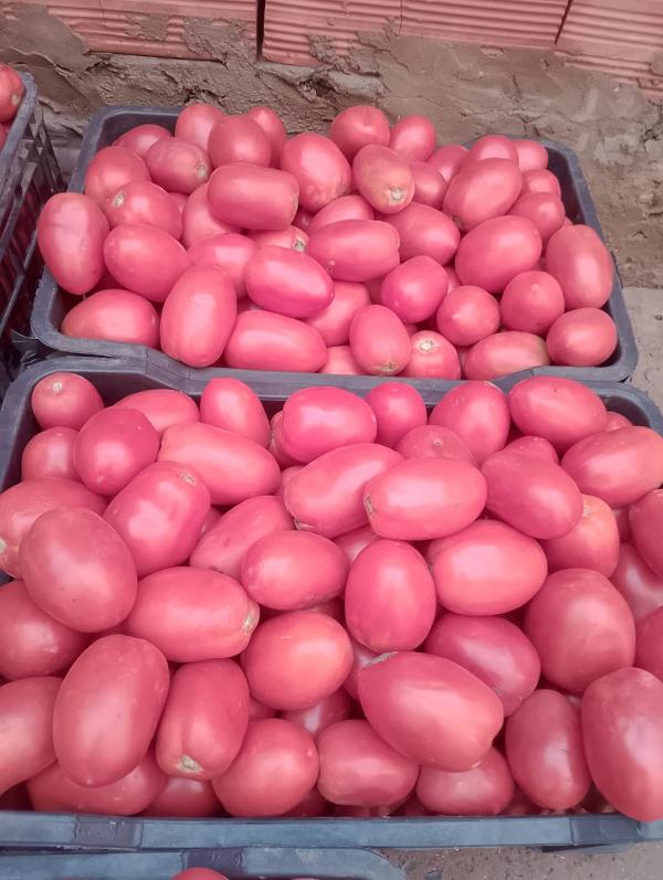  Tomates Séchées - fruits et légumes nous proposons de la tomate s&eacute;ch&eacute;e au soleil issue de tomate industrielle alg&eacute;rienne s&eacute;chage traditionnel naturel. produit conventionnel (non bio) disponible en vrac pour professionnels transformateurs conserveries industriels agroalimentaires (mise en pot &agrave;