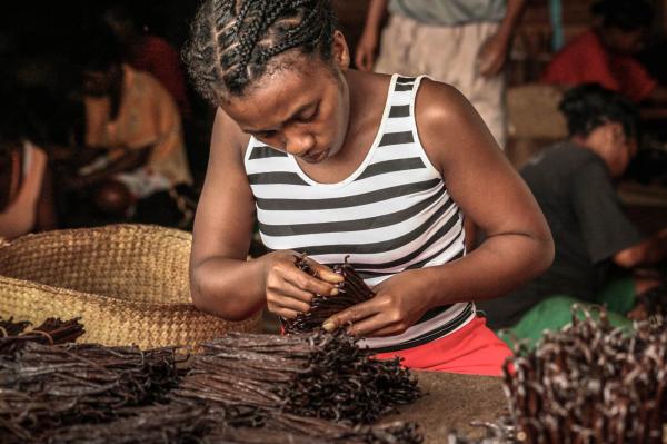  Vente Vanille - épices aromates bas&eacute;e &agrave; madagascar exporte de la vanille bourbon authentique et ses d&eacute;riv&eacute;s directement depuis l'origine gousses de vanille grade a/extraction poudre de vanille graines caviar de vanille extrait et p&acirc;te de vanille ainsi que de la poudre/gousses de vanille &eac