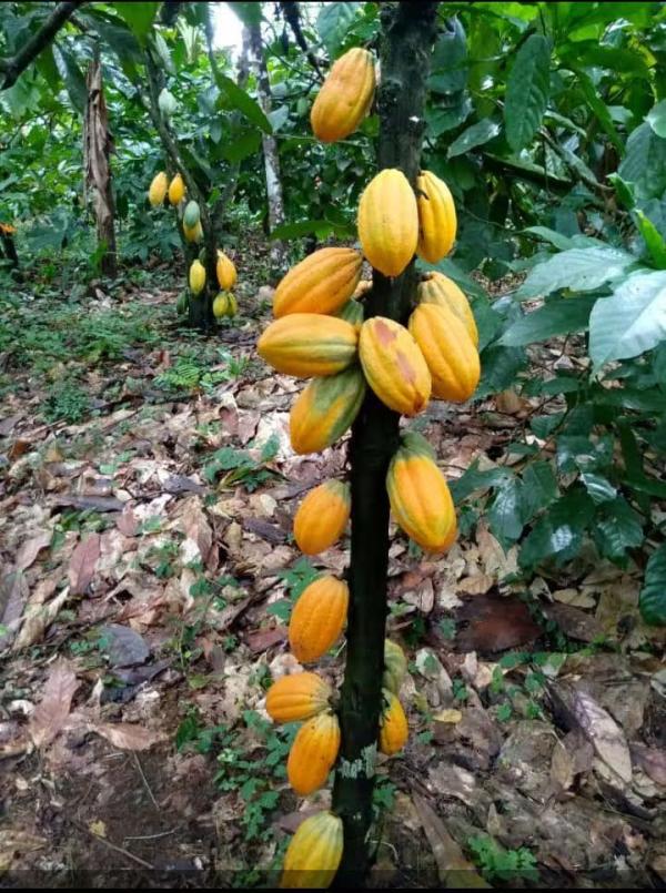  Achat De Cacao - café cacao thé  il est port&eacute; &agrave; la connaissance de l ensemble des producteurs coop&eacute;ratives acheteurs agr&eacute;&eacute;s et acteurs de la fili&egrave;re cacao que le prix d achat garanti du kilogramme de cacao bien s&eacute;ch&eacute; tri&eacute; et nettoy&eacute; est fix&eacute; &agrave; 