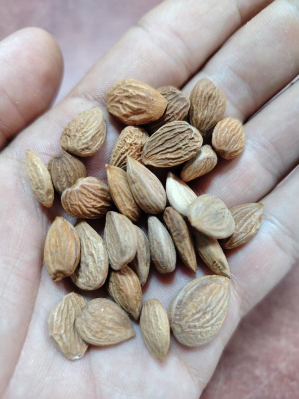  Je Voudrais Vendre Noyaux D abricot Amères - fruits secs et graines grillées  je vous contacte car je dispose actuellement d environ 3 tonnes et demi de noyaux d abricot cass&eacute;s et bien secs. les amandes &agrave; l int&eacute;rieur sont am&egrave;res et non destin&eacute;es &agrave; la consommation. je souhaite vendre la totalit&eacute; de la quantit&eacute;.