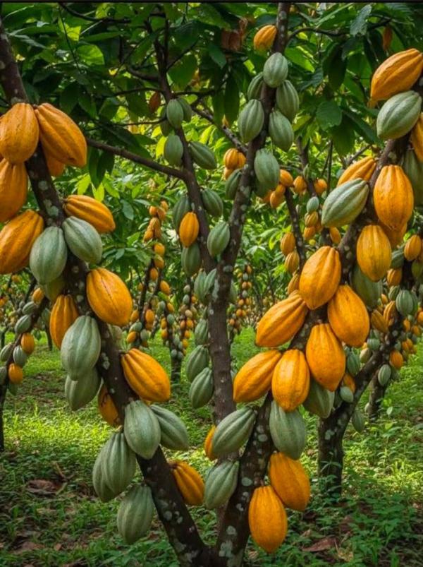  Achat Cacao - café cacao thé **coop&eacute;rative agricole d'abidjan | partenaire strat&eacute;gique des producteurs & acheteurs** d&eacute;veloppez vos activit&eacute;s de collecte avec un partenaire solide fiable et transparent. nous vous garantissons les meilleures conditions financi&egrave;res du march&eacute; et un accom
