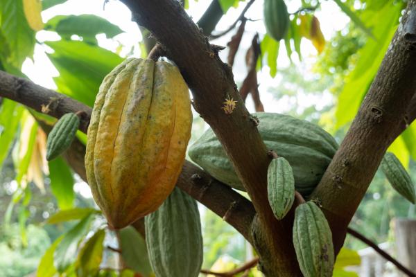  Cacao - fruits secs et graines grillées graines de cacao disponible au b&eacute;nin en quantit&eacute; nous voulons des acheteurs s&eacute;rieux qui peuvent se d&eacute;placer pour l'inspection plaisantin s'abstenir transaction face &agrave; face disponible possibilit&eacute; d'exportation a la charge du client 