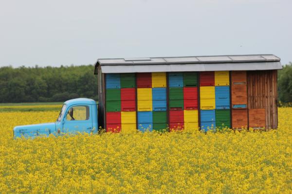  Miel De Tournesol. Ukraine. - produits sucrés nous offrons du miel de tournesol frais d'ukraine. f&ucirc;t de 300 kg. tous les documents pour l'import en union europ&eacute;enne. par camion complet de 20 tonnes. prix tr&egrave;s attractifs. n'h&eacute;sitez pas &agrave; nous joindre. 