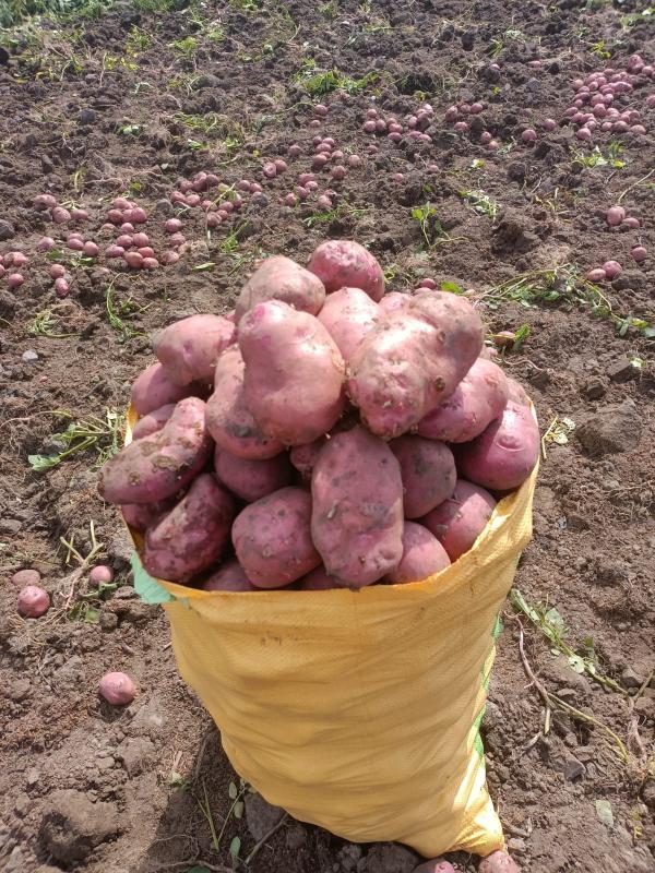  Pomme De Terre - fruits et légumes producteur local &agrave; madagascar je propose des pommes de terre de gros calibre fra&icirc;ches et de qualit&eacute; sup&eacute;rieure. la production est r&eacute;alis&eacute;e localement avec une culture ma&icirc;tris&eacute;e. les pommes de terre sont r&eacute;colt&eacute;es selon les beso
