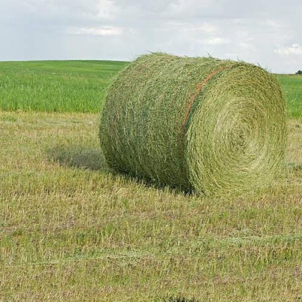  Foin - aliments pour animaux   foin de prairie temporaire bio   1re coupe 2026     disponible &agrave; la vente   stock&eacute; sous hangar    foin de qualit&eacute; issu d une prairie temporaire biologique compos&eacute; de   f&eacute;tuque   rga   tr&egrave;fle     diff&eacute;rents conditionnements disponibles    bottes cub