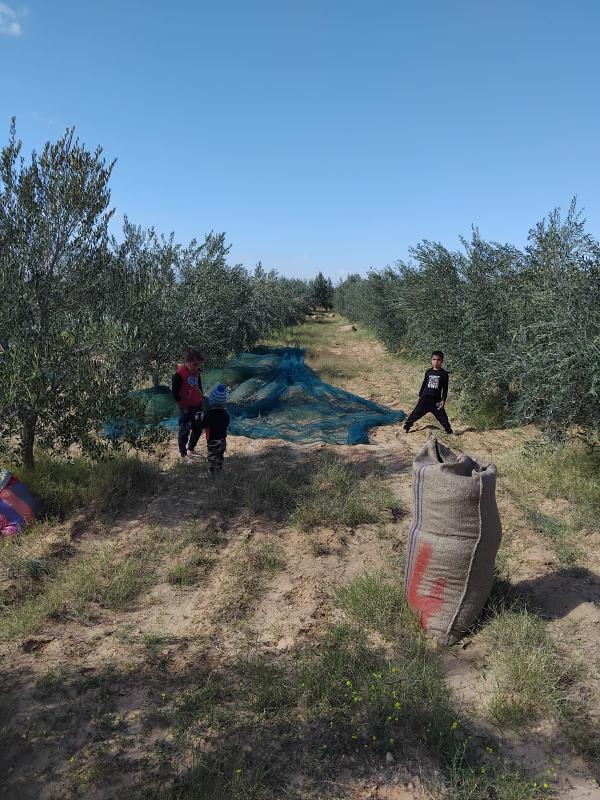  Huiles Dolive Tunisie Saison 2026 - huiles 7 tonnes huiles d'olives extra vierge en bouteille en verre 750 mml saison 2026 disponible sur toulouse france 