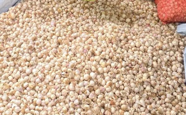  Ail D'agadez Ou Ail Du Niger - épices aromates nous vous proposons de l'ail d'agadez ou ail du niger en grande quantit&eacute; et de bonne qualit&eacute;. nous recherchons des clients ou partenaires d'affaires capables d'en acheter en tr&egrave;s grande quantit&eacute;. disponible au niger. 