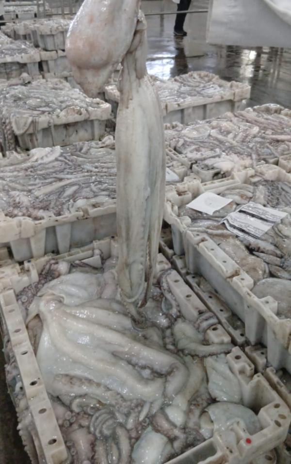  Poulpe Du Maroc De Qualité Supérieure - poissons nos c&eacute;phalopodes se distinguent par une couleur blanc nacr&eacute; impeccable et une texture de peau ferme et intacte. les captures font l'objet d'un protocole strict traitement imm&eacute;diat et gla&ccedil;age direct apr&egrave;s la capture pour verrouiller la structure de la chair et &ea