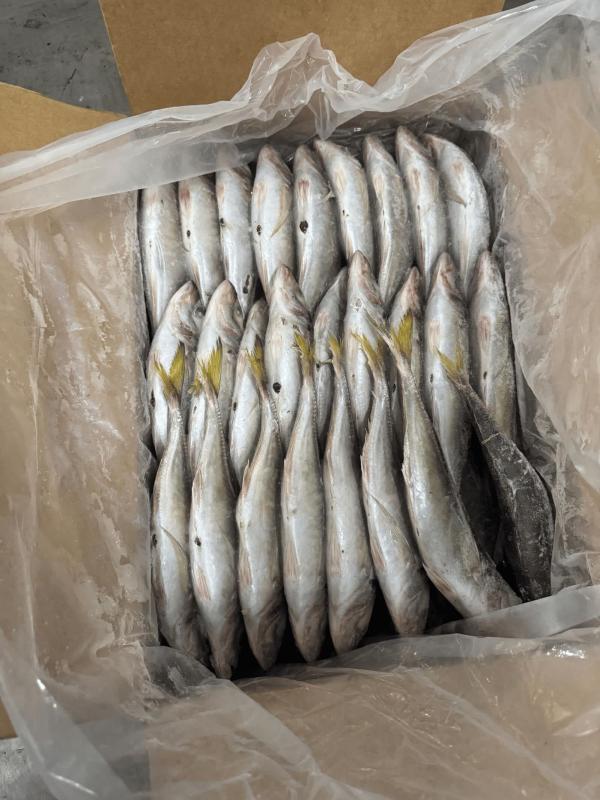  Chinchard - poissons nous proposons actuellement des maquereaux et chinchards congel&eacute;s &agrave; bord origine mauritanie avec une bonne qualit&eacute; et des dimensions r&eacute;guli&egrave;res. bonne qualit&eacute; taille &agrave; partir de 12 cm carton 30 kg quantit&eacute; disponible minimum 2