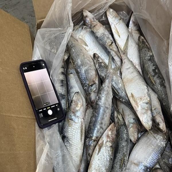  Frozen Mackerel Sardinelle Eba - fish  frozen mackerel & sardinelle eba   origin mauritania we currently offer frozen mackerel and sardinelle eba frozen on board and ground to preserve freshness and quality.   product mackerel & sardinelle eba origin mauritania size from 12 cm packing carton 30 kg available quantity