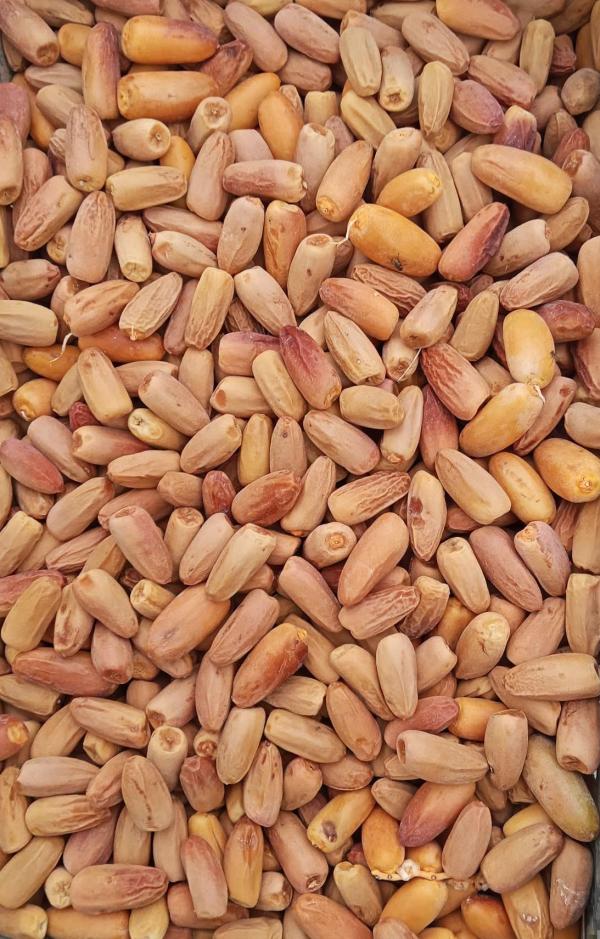  Dattes Sèches Blanches Mech Degla De Biskra - fruits secs et graines grillées producteur &agrave; biskra (alg&eacute;rie) je propose des dattes s&egrave;ches blanches mech degla en gros. dattes s&egrave;ches de couleur claire sucr&eacute;es et &agrave; la texture ferme se conservent longtemps sans r&eacute;frig&eacute;ration produit 100 % naturel sans additifs car