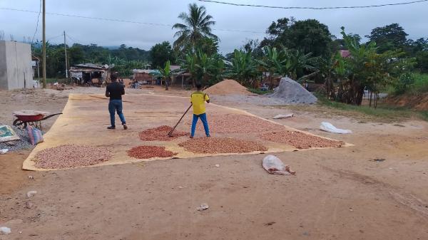  Cacao Plus Précédents - café cacao thé titre de l'annonce fournisseur de cacao fiable au cameroun   plus de 17 000 tonnes/an   certifi&eacute; iso 9001 rainforest & fairtrade description entracao sarl est une entreprise de n&eacute;goce de premier plan bas&eacute;e au cameroun forte de 25 ans d'exp&eacute;rience &eacute;prouv&eacute;e 