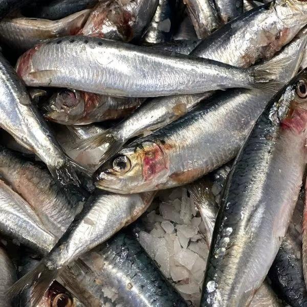  Sardine Aurita Chinchard Maquereaux - poissons nous proposons actuellement des maquereaux et chinchards congel&eacute;s &agrave; bord origine mauritanie avec une bonne qualit&eacute; et des dimensions r&eacute;guli&egrave;res. bonne qualit&eacute; taille &agrave; partir de 12 cm carton 30 kg quantit&eacute; disponible minimum 26 to