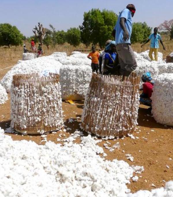  Graines De Coton Et Soja - céréales nous commercialisons des graines de coton et de soja de qualit&eacute; soigneusement s&eacute;lectionn&eacute;es pour r&eacute;pondre aux besoins des professionnels de l agro industrie et de l alimentation animale. vente en gros approvisionnement r&eacute;gulier et livraison selon les besoins.