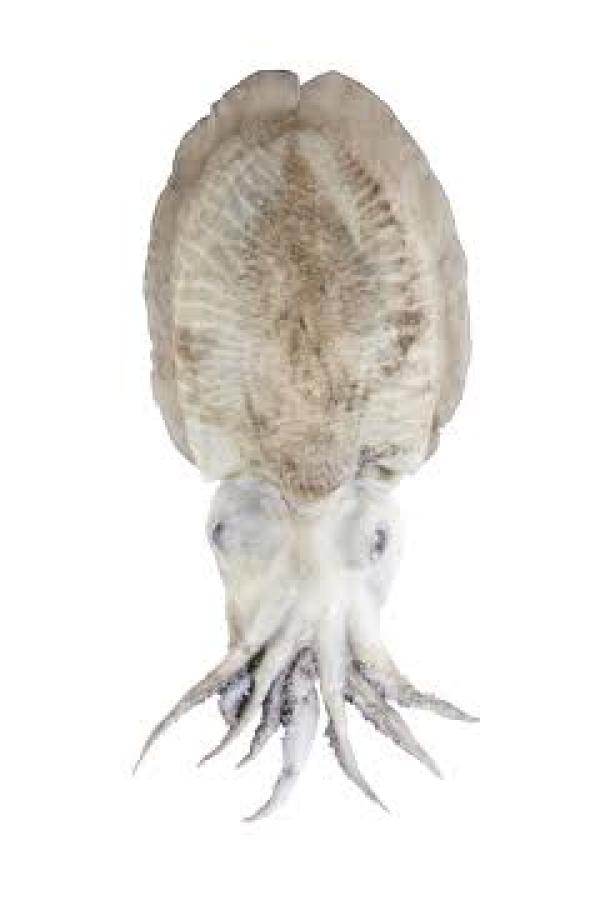  Seiche Et Calmar - poissons nous proposons &agrave; la vente seiche et calmar originaires du maroc destin&eacute;s &agrave; l exportation avec une qualit&eacute; adapt&eacute;e aux exigences du march&eacute; international. produits disponibles en frais ou congel&eacute;s selon les besoins du client avec diff&eacute;rentes 