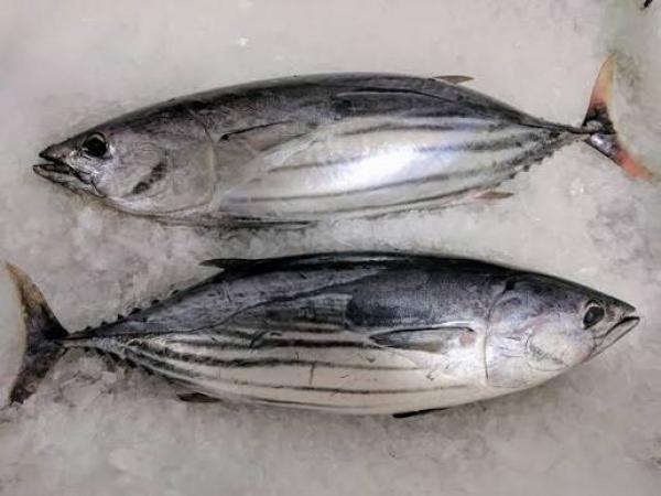  Skipjack - poissons nous proposons &agrave; la vente skip jack originaires du maroc destin&eacute;s &agrave; l exportation avec une qualit&eacute; adapt&eacute;e aux exigences du march&eacute; international. produits disponibles en frais ou congel&eacute;s selon les besoins du client. nous recherchons des importateu