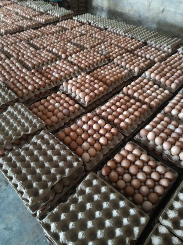  Les Œufs, Parlons-en - viandes et oeufs producteur ou revendeur d'&oelig;ufs ceci est pour toi. que tu sois l'un ou l'autre je suis l&agrave; pour vous faciliter la t&acirc;che. contactez moi pour avoir satisfaction. je vous mettrais dans un r&eacute;seau où la vente et l'achat des &oelig;ufs deviennent plus facile. avec moi plus