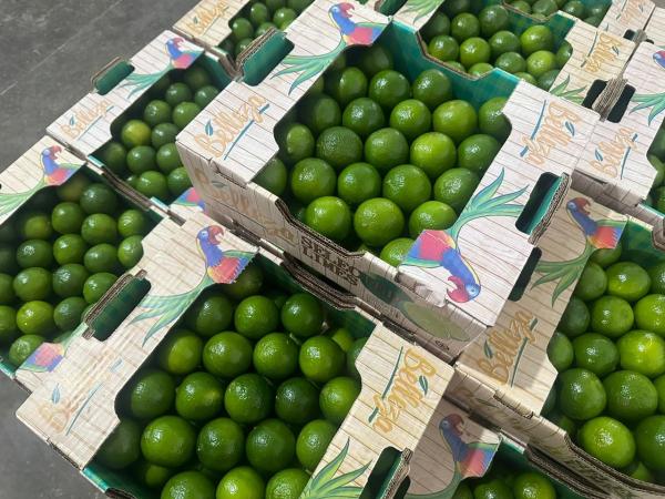  Citron Vert Tahiti (lime) Origine Brésil - fruits et légumes propose du citron vert tahiti frais origine br&eacute;sil en calibres 60 54 48 et 42 pour un approvisionnement r&eacute;gulier &agrave; destination de l'europe (france royaume uni espagne). conditions commerciales livraison fca (free carrier) livraison cif par voie a&eacute;rienne possibilit&