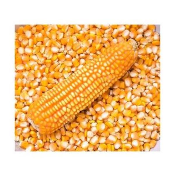  Arachide, Haricots, Mil - céréales proposition de partenariat commercial & export  c&ocirc;te d ivoire nous sommes une entreprise ivoirienne sp&eacute;cialis&eacute;e dans la commercialisation et la distribution de produits agricoles avec l ambition de d&eacute;velopper des partenariats commerciaux durables sur les march&eacute;s af