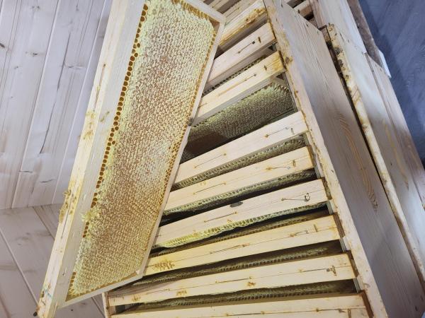  Miel De Montagne 2026 Puy-de-dôme - produits sucrés apiculteur du puy de d&ocirc;me vend miel de montagne un pr&eacute;dominance pissenlit et un autre pr&eacute;dominance chene r&eacute;colte de 2026 &agrave; 800 m d'altitude. conditionn&eacute; en seaux 10 15 20 kg 