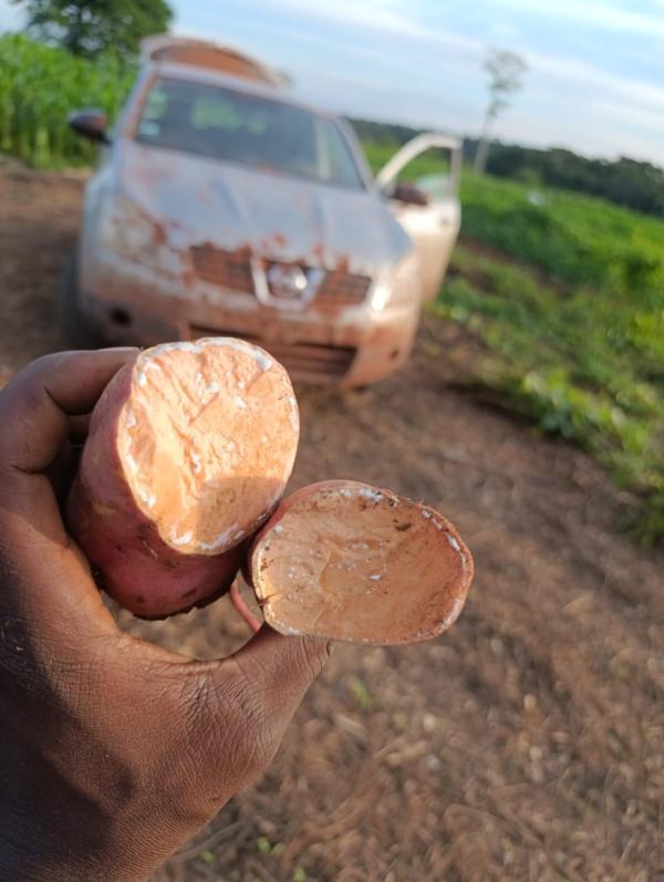  Patate Douce Chair Orange. - autres nous sommes le centre d'alphab&eacute;tisation fonctionnel producteurs de patate douce &agrave; chair orange bas&eacute;s &agrave; bertoua dans la r&eacute;gion de l'est du cameroun. nous disposons actuellement d'une premi&egrave;re quantit&eacute; disponible et avons une production de 4 hectares 