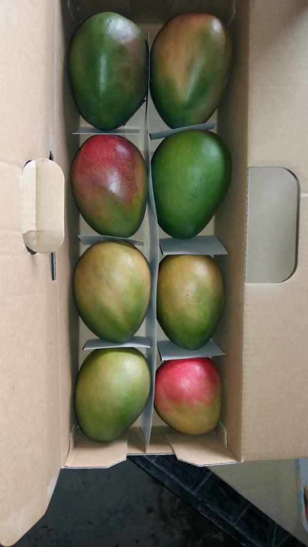  Mangues Fraîches Et Séchées Origine Bénin - fruits et légumes   soci&eacute;t&eacute; agricole bas&eacute;e au b&eacute;nin afrique de l'ouest. nous proposons &agrave; l'exportation *1. mangues fra&icirc;ches* vari&eacute;t&eacute;s kent keitt calibre 300g &agrave; 500g origine b&eacute;nin capacit&eacute; jusqu'&agrave; 50 to