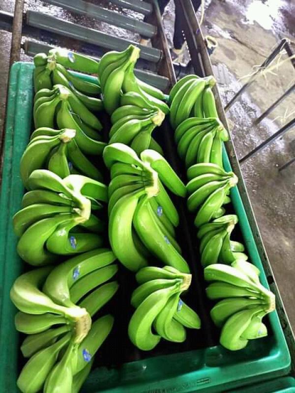  Bananes Fraîches Et Séchées Origine Bénin - fruits et légumes  soci&eacute;t&eacute; agricole bas&eacute;e au b&eacute;nin afrique de l'ouest. *1. bananes fra&icirc;ches* vari&eacute;t&eacute; cavendish / plantain origine b&eacute;nin calibre main de 4 &agrave; 8 doigts capacit&eacute; jusqu'&agrave; 30 tonnes/semaine conditionnement cart