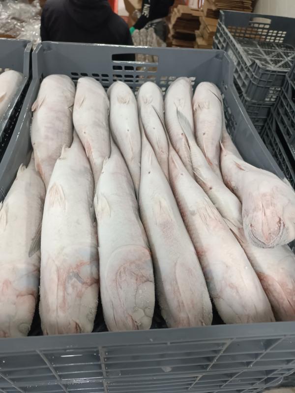  Mulet - poissons  nous cherchons des clients int&eacute;ress&eacute;s par le poisson mulet congel&eacute; depuis le maroc disponible pour la vente national et international au plaisir 