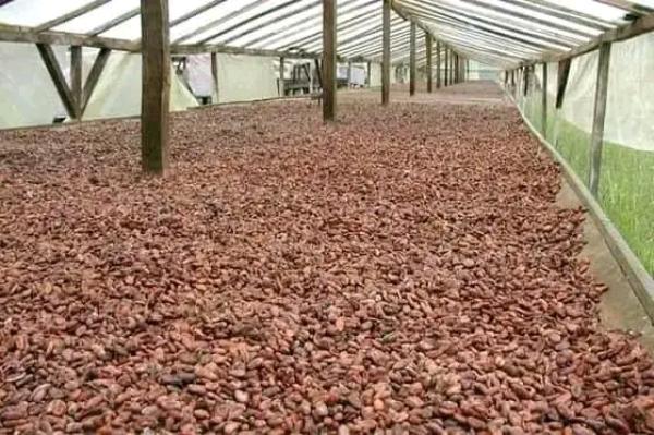  Cacao - café cacao thé fournisseur de f&egrave;ves de cacao de qualit&eacute; sup&eacute;rieure   exportation internationale nom de l'entreprise capitalism / origine cameroun capacit&eacute; de fourniture grands volumes disponibles &agrave; propos de notre produit nous sommes sp&eacute;cialis&eacute;s dans le sourcing et 