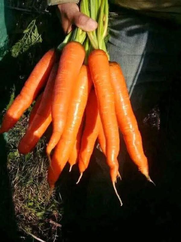  Carotte - fruits et légumes programme d'approvisionnement export (campagne d&egrave;s novembre) fournisseur officiel produit carottes fra&icirc;ches du maroc   calibre f1 (conformit&eacute; onssa & morocco foodex) « la soci&eacute;t&eacute; om international global fresh producteur et exportateur d'envergure bas&eacute; dans