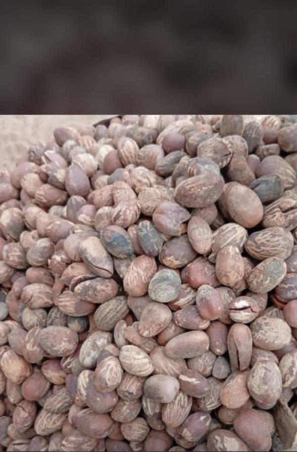  Produits Agricoles Tropicaux Du Bénin - matiere vegetale recherche des clients importateurs grossistes distributeurs et partenaires commerciaux en europe int&eacute;ress&eacute;s par les produits agricoles du b&eacute;nin et d'afrique de l'ouest. nous pouvons &eacute;tudier les demandes concernant la noix de cajou le soja le maïs l'arachide le mani