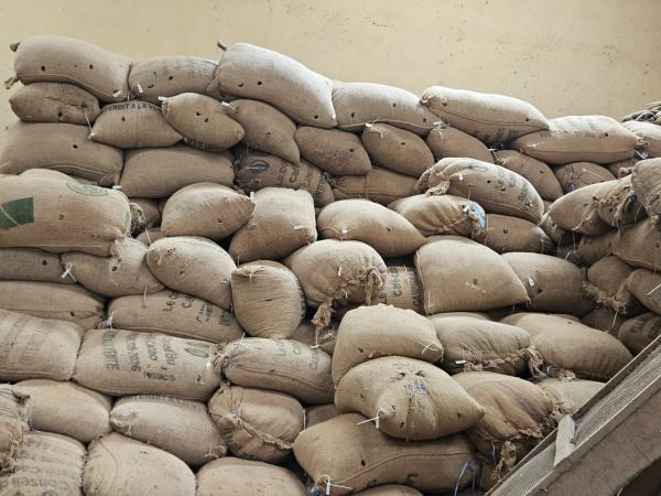 Cacao Certifie Rainforest Disponible - café cacao thé product cocoa beans sourcing ivoiry coast quantity 1 000 tons moisture 8% max grade i & ii good fermented gf nut count 105/100g free from foreign matter