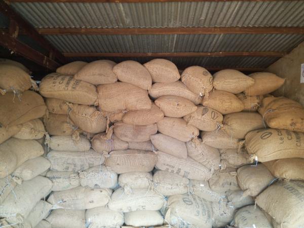  Green Coffee Robusta Arabica - café cacao thé product green coffee sourcing ivoiry coast quantity 4 000 tons moisture 12% max free from foreign matter