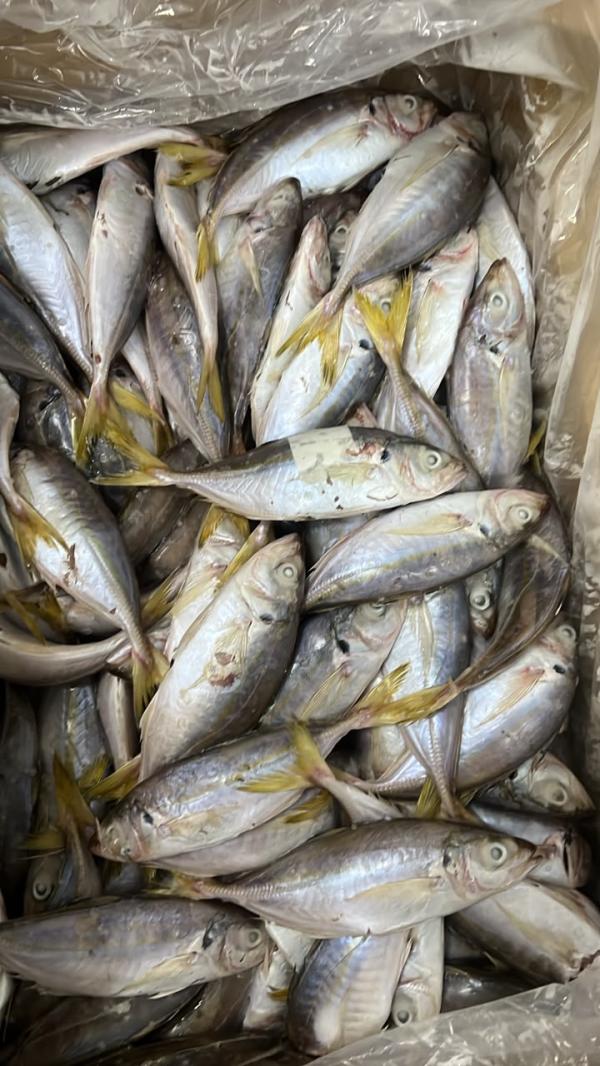  Chinchard Blanc Mixte - poissons chinchard blanc mixte de bonne qualit&eacute; et cong&eacute;lation.. nous en disposons de grande quantit&eacute;.. si vous etes int&eacute;ress&eacute;s faites signe et je prends vos coordonn&eacute;es merci 