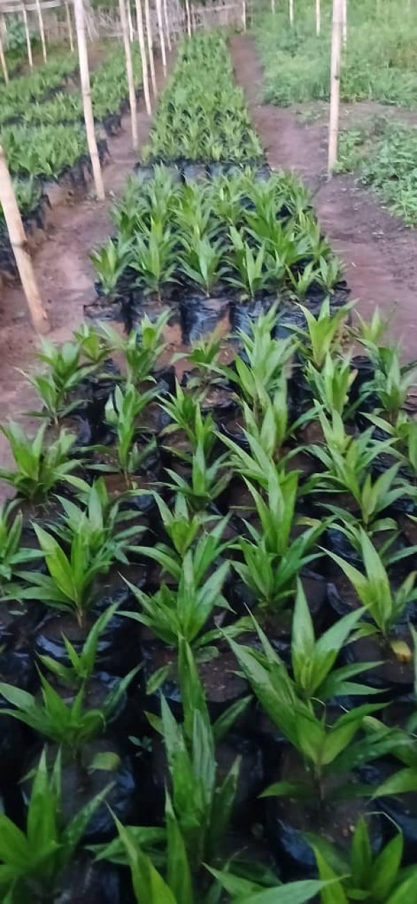  Graine Et Plant De Palmier Huile Tenera F1 - semence graine plant nous disposons de plant de palmier &agrave; huile de haut rendement &agrave; nzerekor&eacute; en r&eacute;publique de guin&eacute;e conakry. des plants prets pour la plantation rendement 25 &agrave; 30 tonne/hectare taux d'extraction en huile 30% temps de maturit&eacute; des plants 28