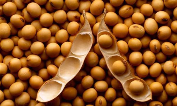  Produits Agricoles Du Bénin Soja, Maïs, Sés - céréales je suis agent de sourcing bas&eacute; au b&eacute;nin et je recherche des clients importateurs grossistes et entreprises en europe int&eacute;ress&eacute;s par des produits agricoles du b&eacute;nin. je peux rechercher des fournisseurs locaux n&eacute;gocier les prix v&eacute;rifier la qualit&ea