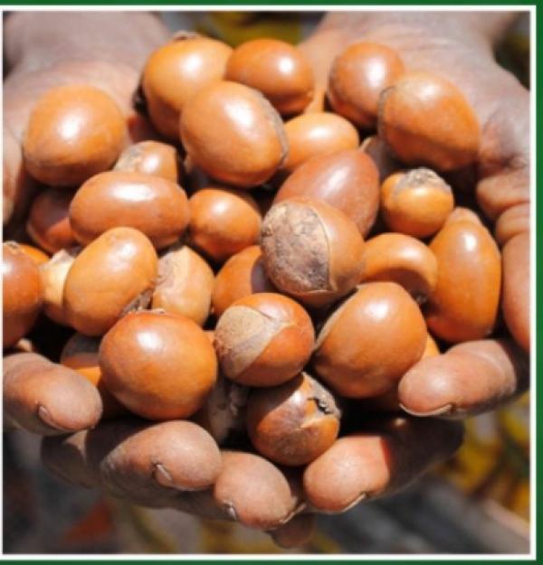  Noix De Karité - fruits secs et graines grillées  monsieur/madame je suis agent de sourcing bas&eacute; au b&eacute;nin et je recherche des clients importateurs grossistes et entreprises en afrique et en europe int&eacute;ress&eacute;s par les noix de karit&eacute; du b&eacute;nin. je peux rechercher des fournisseurs locaux n&eacute;go