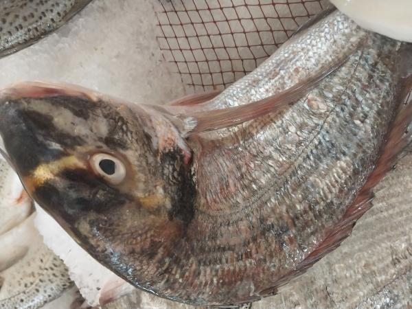  Recherche Usines Partenaires Export - poissons mandat&eacute; par un grand groupe importateur et distributeur agroalimentaire leader bas&eacute; au moyen orient je recherche des partenariats industriels solides et durables avec des usines de cong&eacute;lation agr&eacute;&eacute;es &agrave; l'export situ&eacute;es au maroc (provinces du sud dak