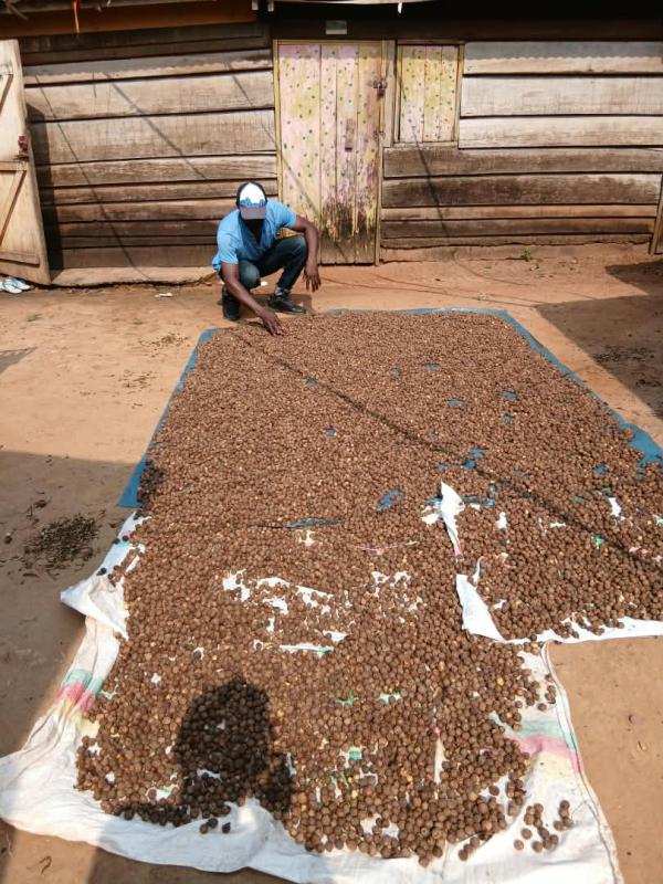  Rondelles - épices aromates nous sommes une coop&eacute;rative camerounaise et nous disposons de plus de cent kg de rondelles bien s&egrave;ches et bien parfum&eacute;es. nous les mettons en vente au cameroun &agrave; un prix concurrentiel. nous sommes disponibles pour plus amples informations. 