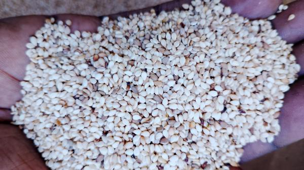  Sésame - céréales nous produisons et commercialisons des produits c&eacute;r&eacute;aliers comme le s&eacute;same. tout acheteurs ou partenaire commercial s&eacute;rieux avec qui nous pourrons faire du commerce est la bien venue.