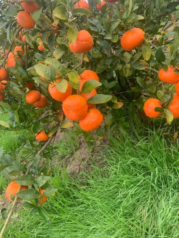  Mandarines Nadorcott - fruits et légumes  je commercialise la production de mes partenaires producteurs de mandarines nadorcott. nous recherchons des acheteurs s&eacute;rieux pour des volumes &agrave; partir de 200 tonnes avec possibilit&eacute; d achat directement dans les fermes au kilogramme au prix d&eacute;part ferme.