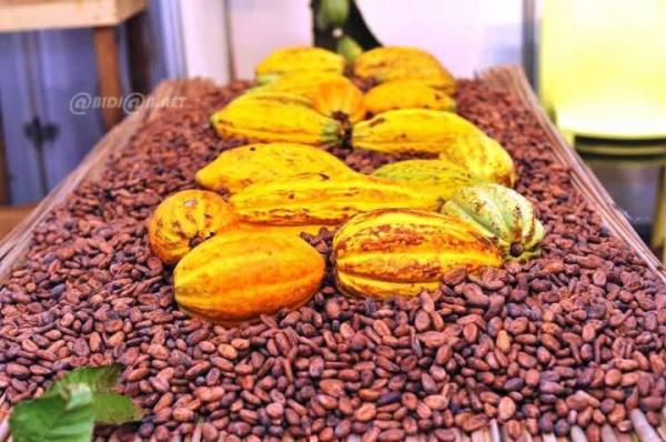  Avis D'achat De Cacao Tout Venant - café cacao thé  avis d achat de cacao tout venant   c&ocirc;te d ivoire nous sommes &agrave; la recherche de fournisseurs coop&eacute;ratives et producteurs s&eacute;rieux pour un partenariat d achat de f&egrave;ve de cacao tout venant d origine ivoirienne dans le cadre d un approvisionnement important. co