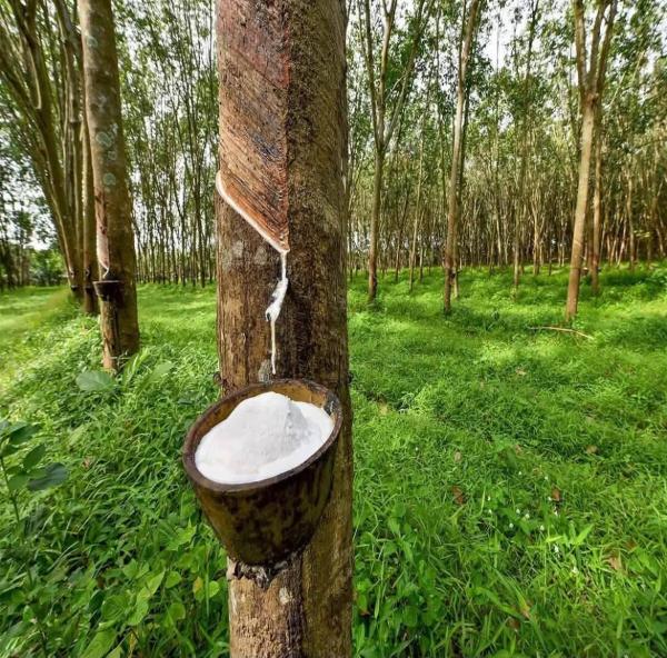  Vente De Plantations D hévéa - autres 55 hectares d h&eacute;v&eacute;a &agrave; vendre &agrave; moronou plantation de 9 ans jamais saign&eacute;e document certificat foncier prix fcfa/hectare frais de visite 50 000 fcfa acheteurs s&eacute;rieux uniquement.   contactez nous pour organiser la visite.