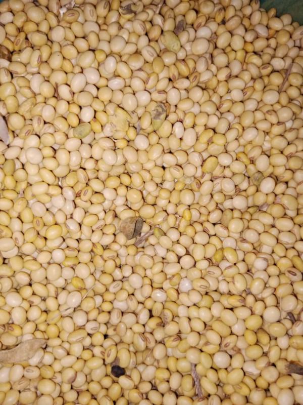  Soja - cereals i am looking for a reliable buyer for high quality non gmo soybeans from benin. if you are interested please contact me . modalit&eacute;s de paiement &agrave; n&eacute;gocier.