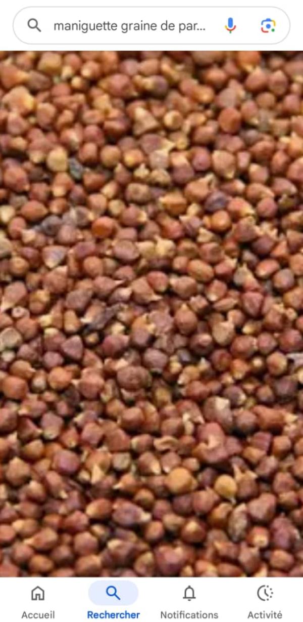  [recherche Urgente] Achat Cash Stock Impor - autres  &agrave; tous  dans le cadre de nos activit&eacute;s d'exportation et de n&eacute;goce international bh trade africa recherche activement des fournisseurs coop&eacute;ratives ou collecteurs capables de nous fournir de la maniguette (graines de paradis / afro amomum melegueta) de bonne qua